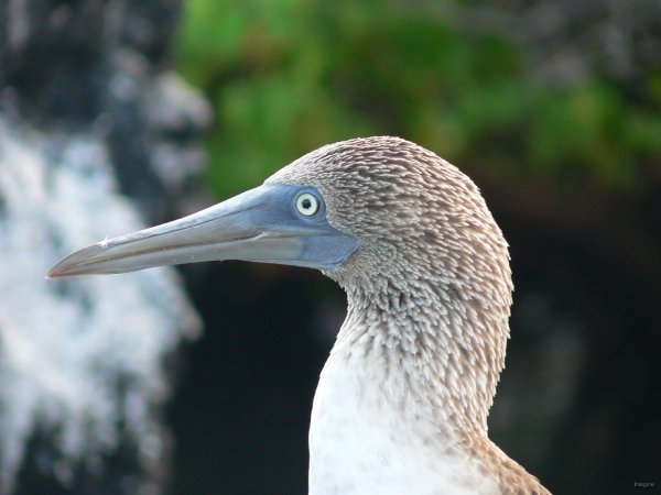 40- Profil de fou 